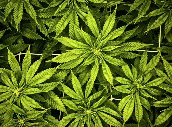 gel recuperation cbd