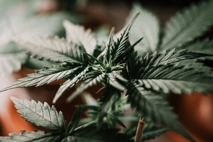 CBD - Santé et Récupération ?